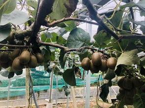 猕猴桃最新爆料文案,揭秘果中珍品背后的神奇功效 第3张 猕猴桃最新爆料文案,揭秘果中珍品背后的神奇功效 第3张