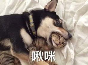 二狗爆料秋莎视频,秋莎视频内容大揭秘  第1张